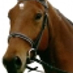 Logo for Cedar Springs Horses Inc