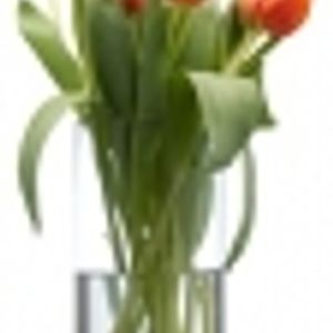 Logo for Online Flower Delivery Gold Coast