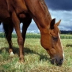 Logo for Horse Whispers Animal Communication