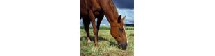 Horse Whispers Animal Communication Logo