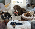 The Calming Dog Bed Pty Ltd